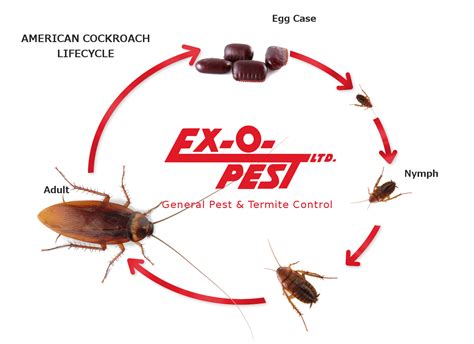 American Cockroach Life Cycle