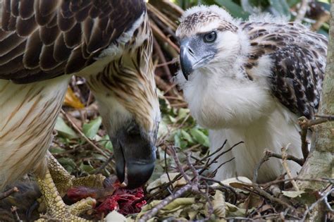 In the Aerie of the Philippine Eagle | All About Birds All About Birds