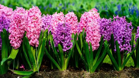 10 Popular Spring Flowers | Petal Talk