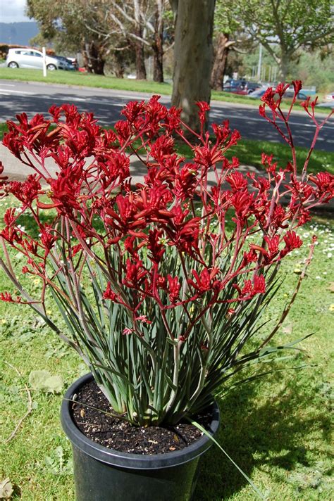 Kangaroo paw | Plants, Kangaroo paw, Perennials