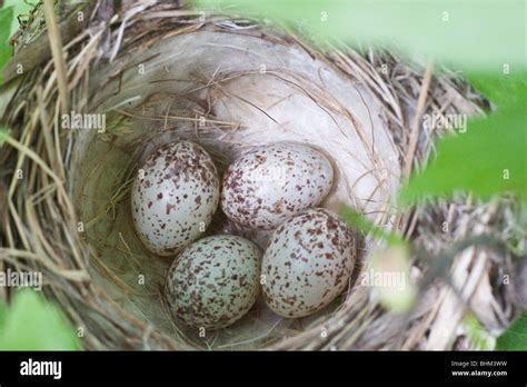 Yellow Warbler Nest with four eggs Stock Photo - Alamy