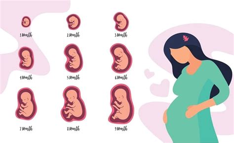 Pregnancy 5th month symptoms and changes in body