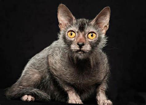 Lykoi cat | Lykoi cat, Rare cats, Werewolf cat