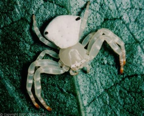 White Crab Spider (Thomisus spectabilis)