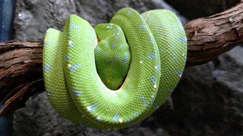 Green Tree Python • Brandywine Zoo