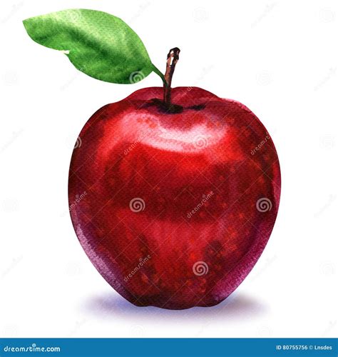 Fresh Red Apple Fruit with Leaf , Watercolor Painting on White Stock ...