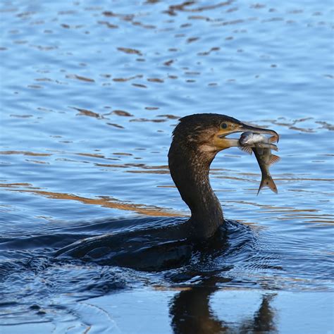 TrogTrogBlog: Bird of the week - Cormorant