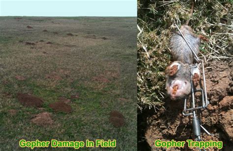 How to Get Rid of Gophers in Your Yard