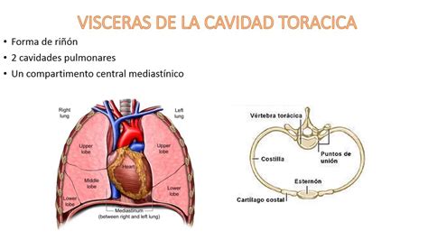 Cavidad torácica - YouTube