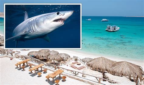 Shark attack news: Two women killed near Red Sea resort within hours amid beach closures | World ...