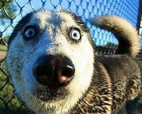 18 Dogs That Have The Best Shocked Expressions | Funny looking animals, Funny animal faces ...