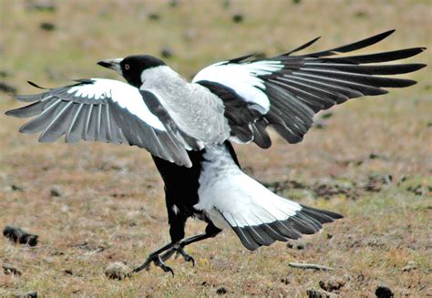 File:Maria Island Magpie.jpg - Wikipedia, the free encyclopedia