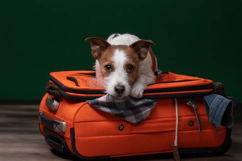 American Airlines Emotional Support Animals Ban: FAQs & Cost in 2021