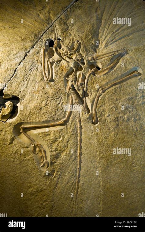 Archaeopteryx fossil. The London specimen, Natural History Museum, London, UK Stock Photo - Alamy