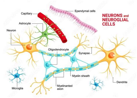 Nervous tissue: Structure, Types and Function - Rajus Biology