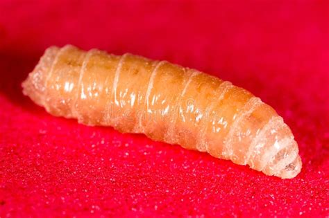 Worm of Maggots on a Red Background Stock Image - Image of larva, view: 105325497