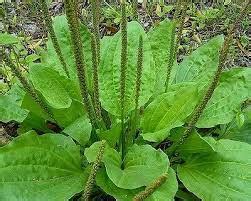 Broadleaf Plantain – Mary's Heirloom Seeds