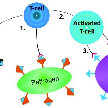 Simplified schema of molecular mimicry. 1) Pathogens are recognized and... | Download Scientific ...