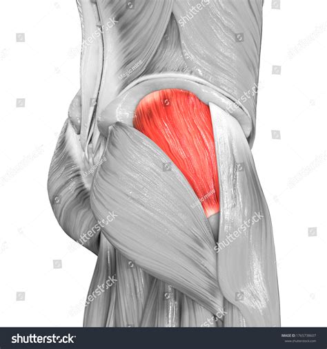 Muskulatur Leg Muskeln Gluteus Medius Muskelanatomie.: Stockillustration 1765738607 | Shutterstock