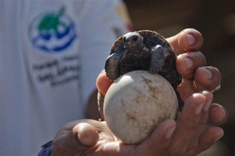 Giant Tortoise Conservation in the Galapagos Islands | Ever In Transit