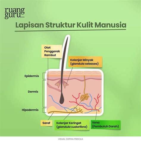 Detail Gambar Struktur Kulit Dan Fungsinya Koleksi Nomer 47