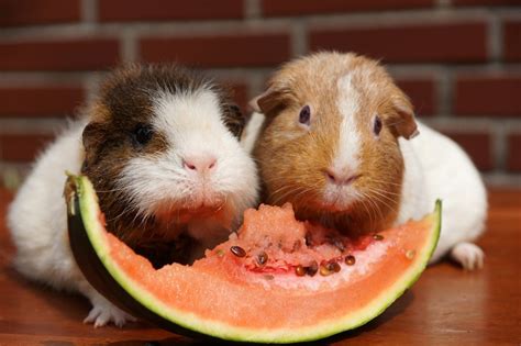 Guinea Pig Diet Tips - BarkAndSqueak.com