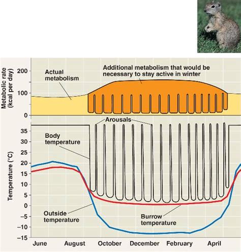 hibernation.html 40_22BeldingSquirrel.jpg