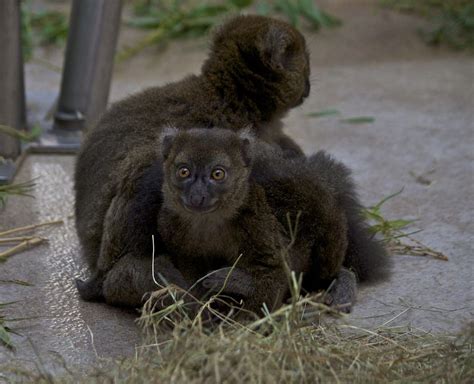 Baby greater bamboo lemur - a photo on Flickriver