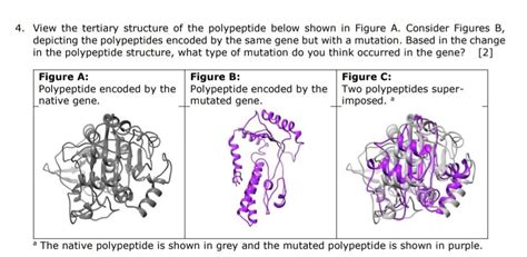 View the tertiary structure of the polypeptide below | Chegg.com