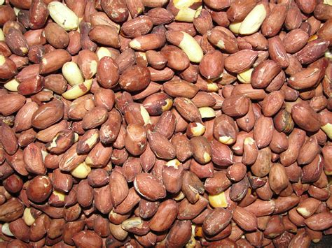 File:A photo of roasted peanut.JPG - Wikimedia Commons