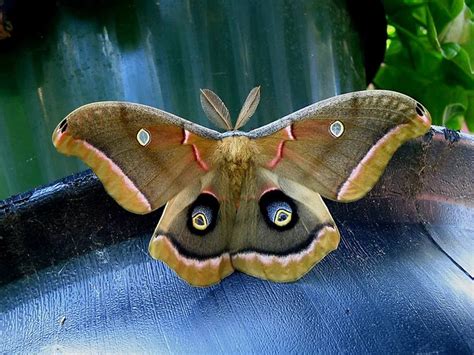 a large moth sitting on top of a blue plant pot