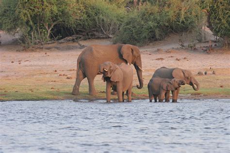 7 Day Best of Botswana Safari - Package Cost & Prices