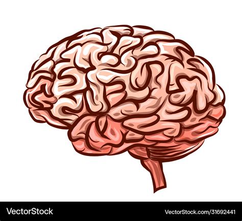 Human brain Royalty Free Vector Image - VectorStock