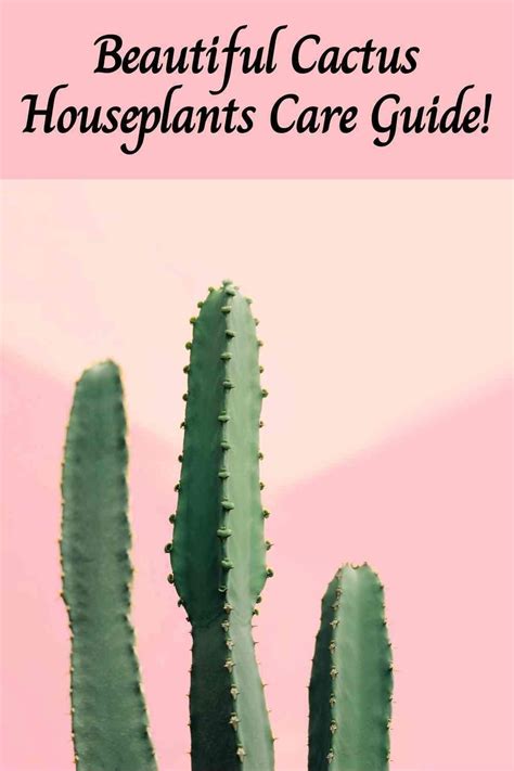 Cactus Care 101 -Easy Cactus Care Guide for Beginners! - FreshOAir | Indoor plant care guide ...