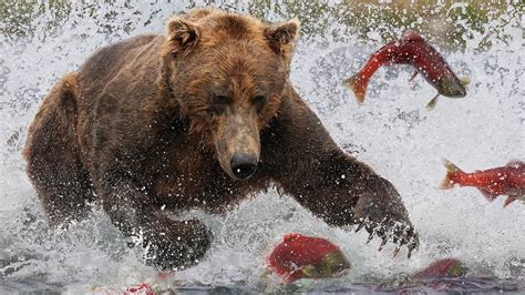Grizzly Bears: The Drama of the Alaskan Salmon Run | Alaska 🌎 🇺🇸 | Wild Travel | Robert E Fuller ...