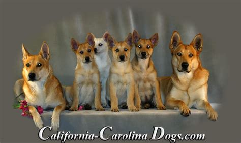 Carolina Dingo Puppies in California | California Carolina Dogs