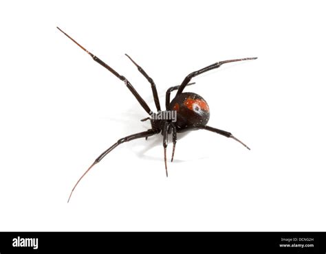 redback spider photographed on a white background, digitally adjusted ...