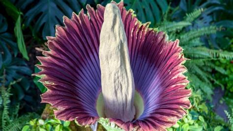 Toronto Zoo: Rare Exotic Plant Blooms for the First Time - Great Lakes Ledger