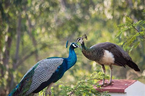 50 Beautiful Peacock Facts You Should Not Miss - Facts.net