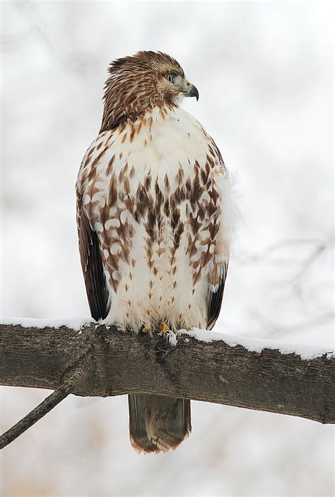 Red-Tailed Hawk Nest 2009-2017: Red Tailed Hawk seen at nest Jan 25, 2012