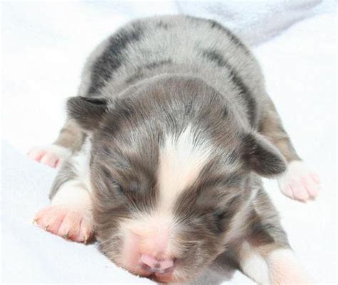 Mini Aussie Puppies for Sale in Lindsay, Oklahoma Classified | AmericanListed.com