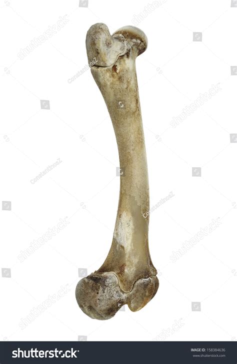 Bone Lamb Leg Isolated On White Stock Photo 158384636 - Shutterstock