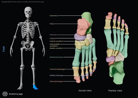 Tarsal bones | Encyclopedia | Anatomy.app | Learn anatomy | 3D models ...