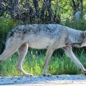 Great Plains wolf - Facts, Diet, Habitat & Pictures on Animalia.bio