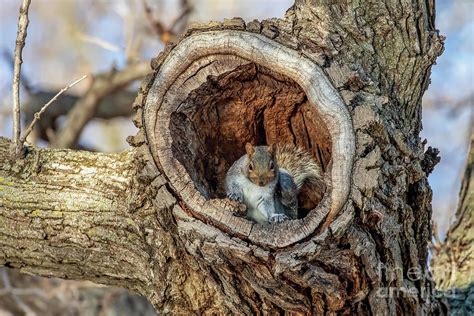 A squirrel in its tree house Photograph by Richard Chasin | Pixels