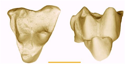 New Fossils Challenge Marsupial Evolution Theory | Sci.News