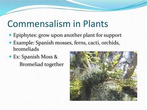 Symbiosis Overview. - ppt download