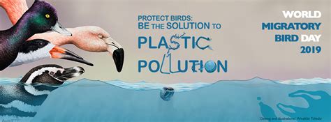 Protect Birds: Be the Solution to Plastic Pollution! | World Migratory Bird Day