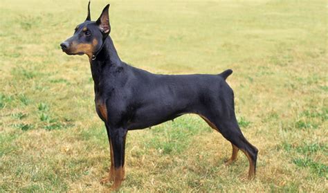 Doberman Pinscher Dog Breed Information