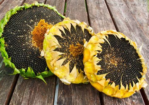 Comment récolter des graines de tournesol pour les oiseaux?